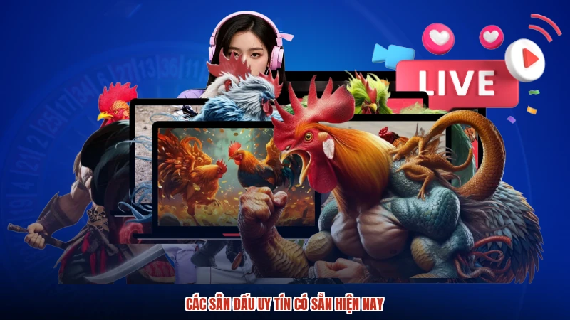 Các sân đấu uy tín có sẵn hiện nay