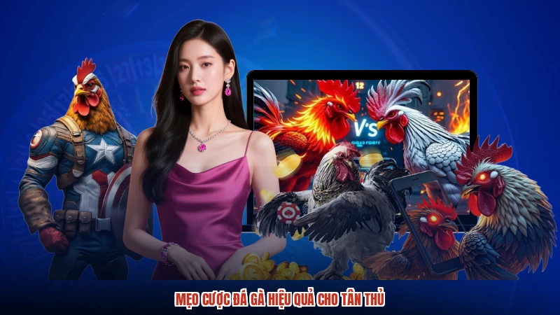 Mẹo cược đá gà hiệu quả cho tân thủ